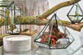 Large Diamond Glass Terrarium – Decorative Plant Terrarium